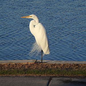 Great Egret, American