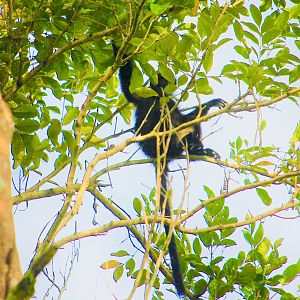 Raffles’ Banded Langur (Presbytis femoralis)