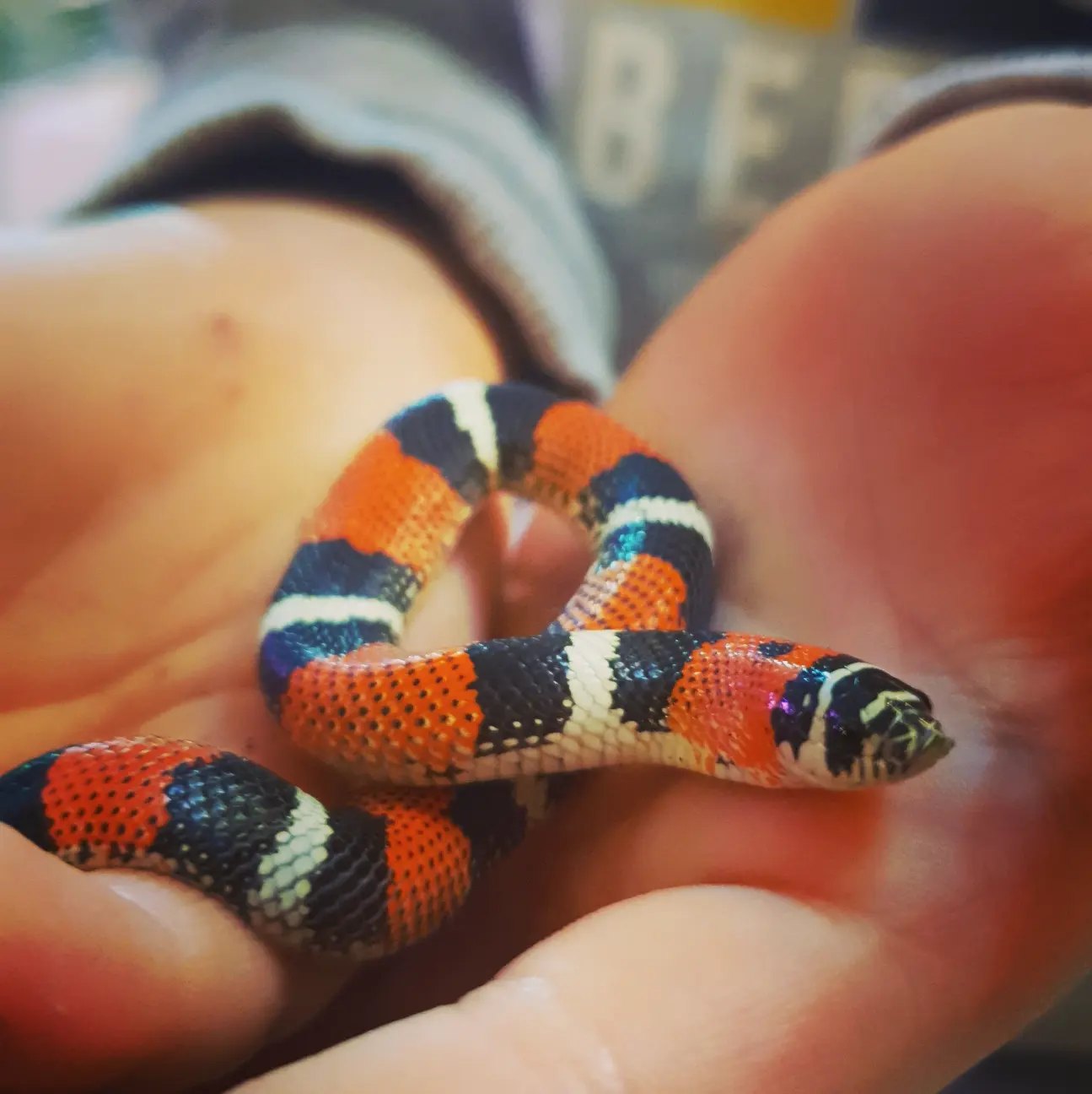 Tricolor hognose snake
