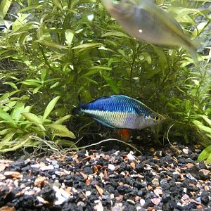 Fish ID Please - Saint Louis Aquarium at Union Station