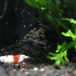 ID Please - Saint Louis Aquarium at Union Station