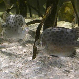 Fish ID Please - Saint Louis Aquarium at Union Station