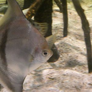 Fish ID Please - Saint Louis Aquarium at Union Station