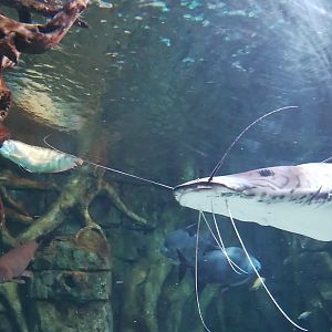 Fish ID Please - Saint Louis Aquarium at Union Station