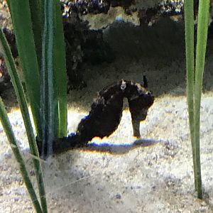 Seahorse ID? - Saint Louis Aquarium at Union Station