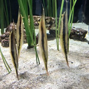 Fish? ID Please - Saint Louis Aquarium at Union Station