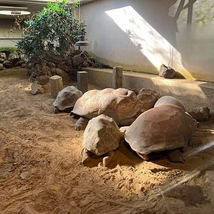 Aldabra tortoise at Artis