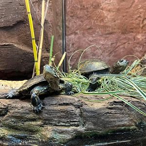 Emys orbicularis at Artis
