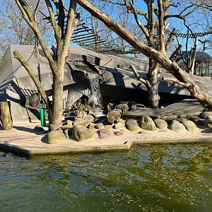 Japanese macaque enclosure at Artis