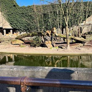 African lion exhibit at Artis