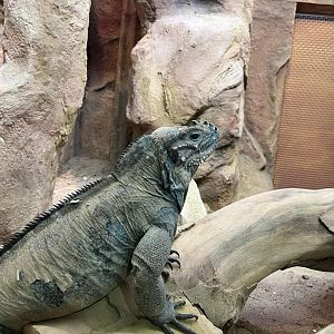 Cyclura cornuta at Artis