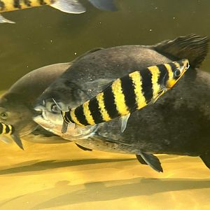 Pacu with headstanders at Artis