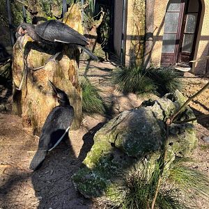 Southern hornbill at Artis