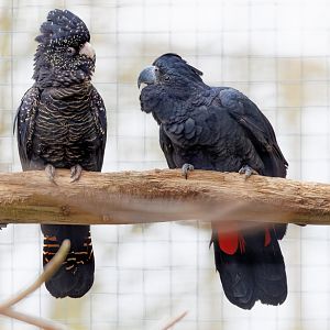 Red-tailed Black Cockatoo pair / 3-3-22 / Hamerton