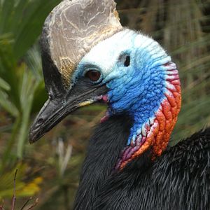 Southern cassowary