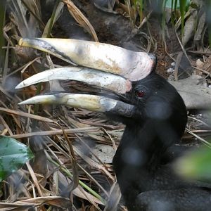 Javan rhinoceros hornbill