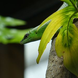 Emerald tree skink