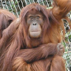 Sumatran orang-utan female