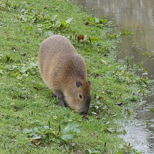 Capybara