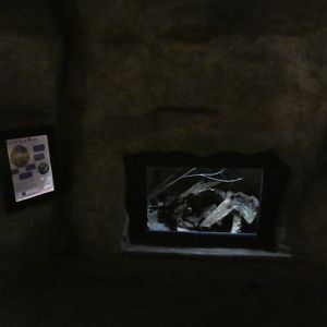 Turkish spiny mouse exhibit