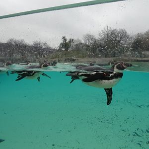 Humboldt's penguins
