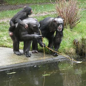 Chimpanzees