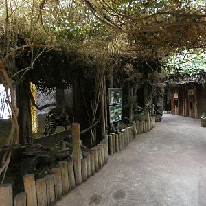 Secret World of the Okapi