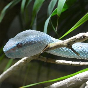 Komodo island pit viper