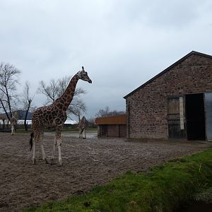 Rothschild's giraffe