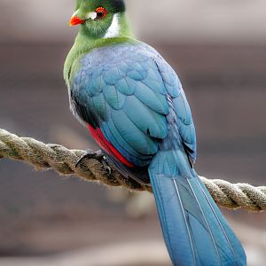 White-cheeked Turaco / 3-3-22 / Hamerton
