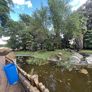 New Capybara Exhibit (Hydrochoerus hydrochaeris)