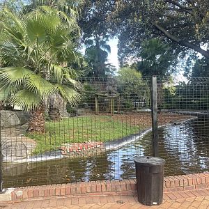New Capybara Exhibit (Hydrochoerus hydrochaeris)