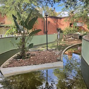 American Alligator Exhibit (Alligator mississippiensis)
