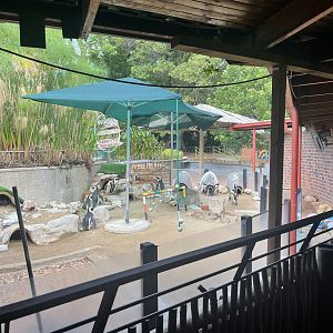 African Penguin Exhibit (Spheniscus demersus)