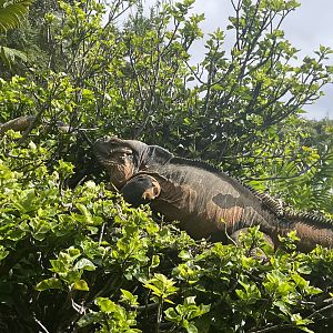 Rhinoceros Iguana in Tree (Cyclura cornuta)