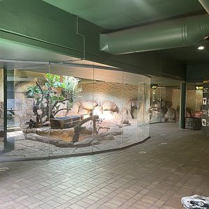 Komodo Dragon Enclosures (Varanus komodoensis)