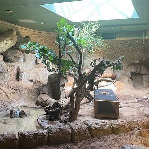 Male Komodo Dragon Exhibit (Varanus komodoensis)