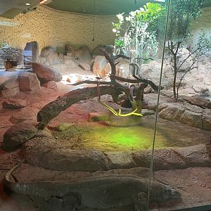 Female Komodo Dragon Exhibit (Varanus komodoensis)