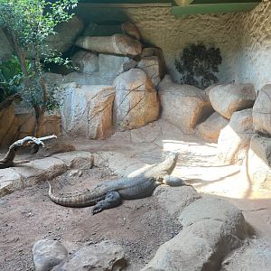 Male Komodo Dragon (Varanus komodoensis)
