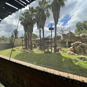 Western Chimpanzee Exhibit (Pan troglodytes)