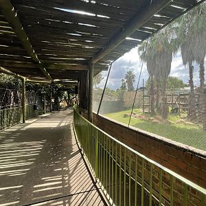 Western Chimpanzee Exhibit and Viewing (Pan troglodytes)