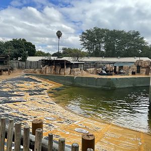 South American and South African Fur Seal Exhibit (Arctocephalus pusillus, Arctocephalus australis)