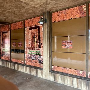 "Future" King Penguin Exhibit (Aptenodytes patagonicus)