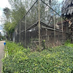 Buff-Cheeked Gibbon Enclosure (Nomascus gabriellae)