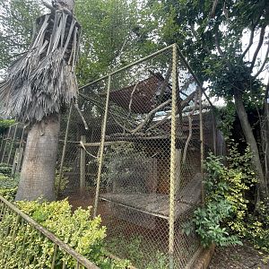 Ring-Tailed Lemur Enclosure (Lemur catta)