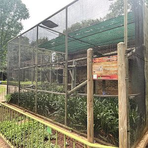 Ring-tailed Lemur Enclosure (Lemur catta)