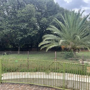 Giant Anteater Exhibit (Myrmecophaga tridactyla)