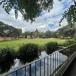 Cape Giraffe (Giraffa giraffa giraffa)