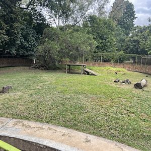 South-African Black-Backed jackal Exhibit (Canis mesomelas)