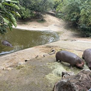 Common Hippo Exhibit (Hippopotamus amphibius)